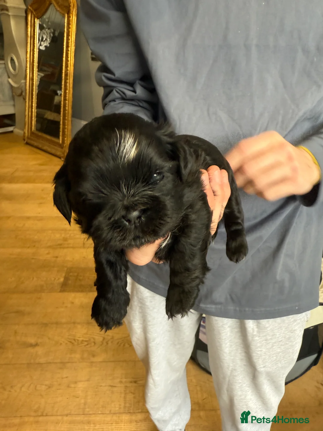 Shih Tzu dogs for sale: Shih Tzu Beauties, Imperial lines - Advert 19