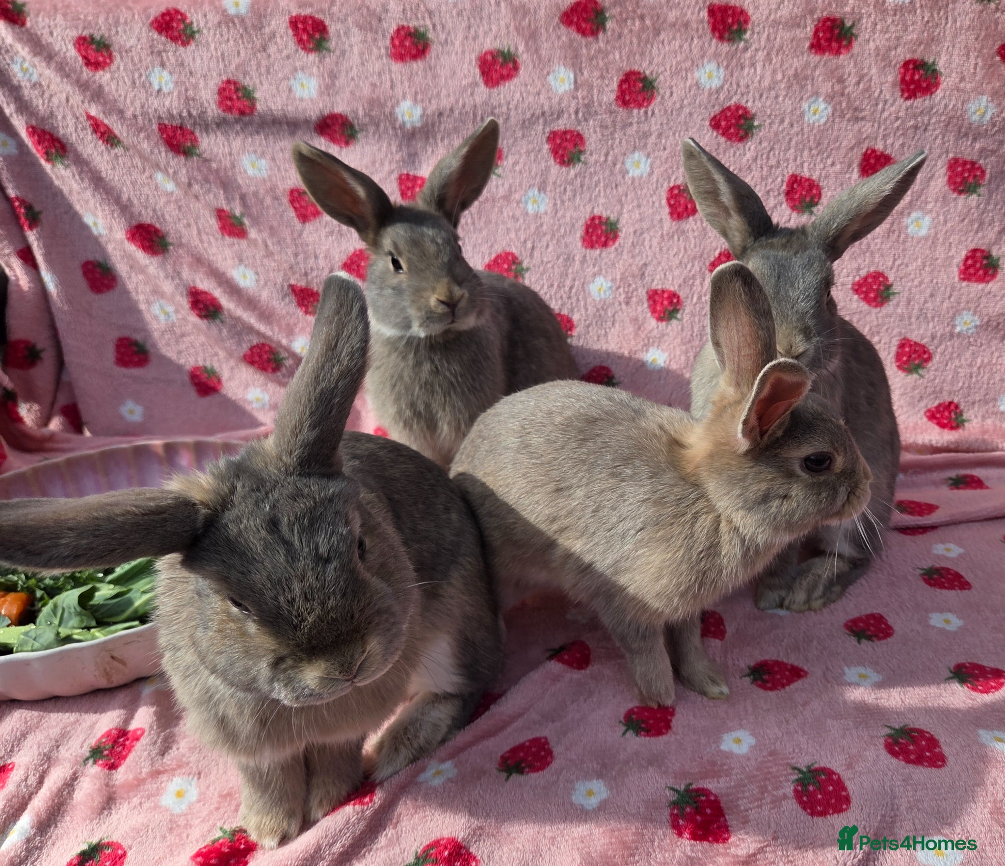 Mixed Breed rabbits very tame Blue fawn plush mini lop bunnies 4 left - Advert 1