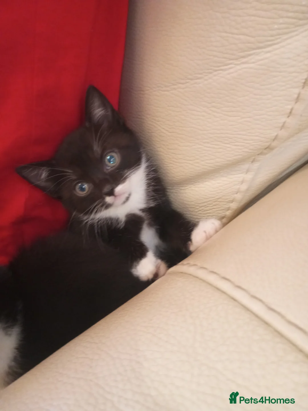 Mixed Breed cats for sale: 4 female kittens ready now - Advert 1