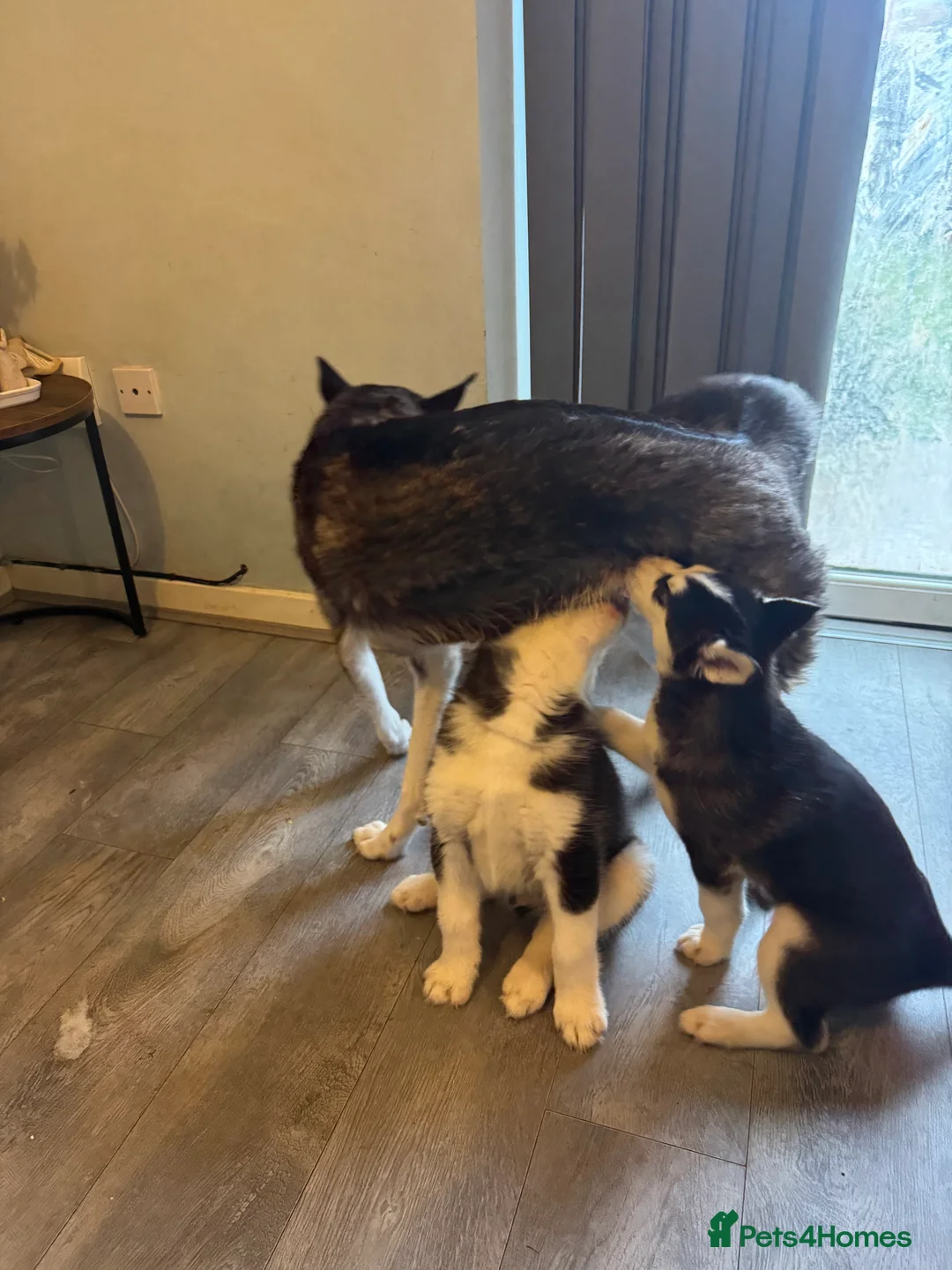 Siberian Husky dogs for sale: 2 husky pups for sale  - Advert 9