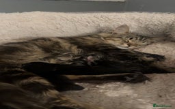 Mixed Breed cats for sale: Beautiful mixed breed kittens  - Image 9