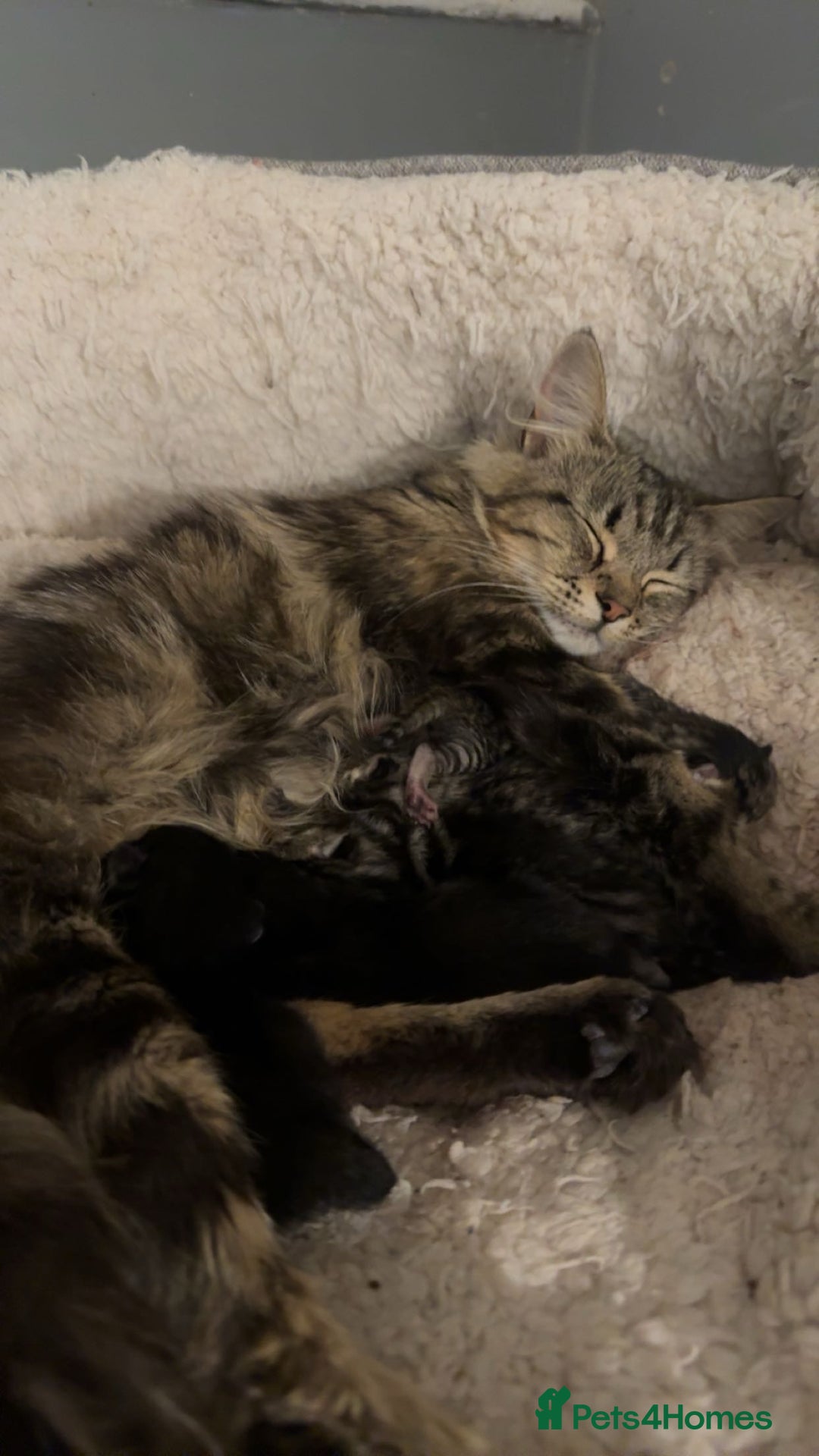 Mixed Breed cats for sale: Beautiful mixed breed kittens  - Image 9
