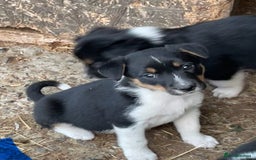 Mixed Breed dogs for sale: Border Jack Puppies (Border Collie X Jack Russel) - Image 29
