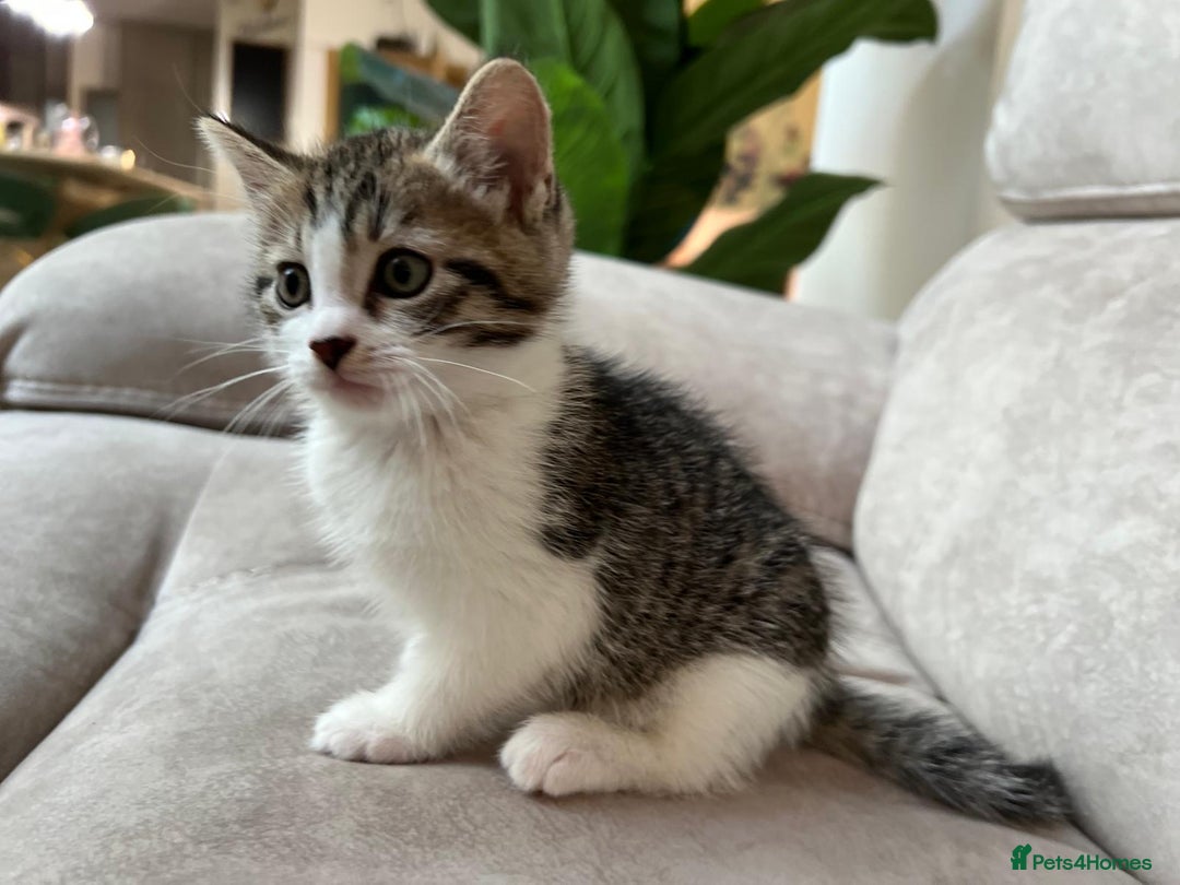 Siberian cats for sale: Half Siberian Wild forest Kittens 2x for £380 - Image 18