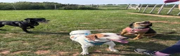 Mixed Breed dogs for adoption: Oscar is ready for his forever sofa! - Advert 8