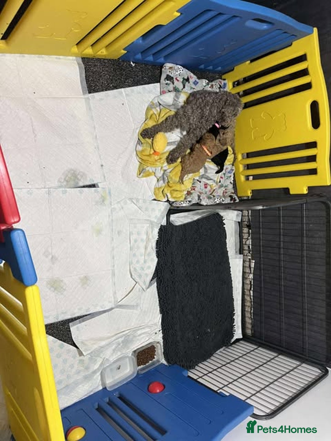 Miniature Poodle dogs for sale: Miniature Poodles!!! - Advert 13