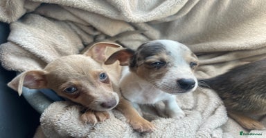 Mixed Breed dogs - Advert 10
