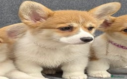 Welsh Corgi Pembroke dogs for sale: Health tested Quality Pembrokeshire Corgie Puppies - Image 4