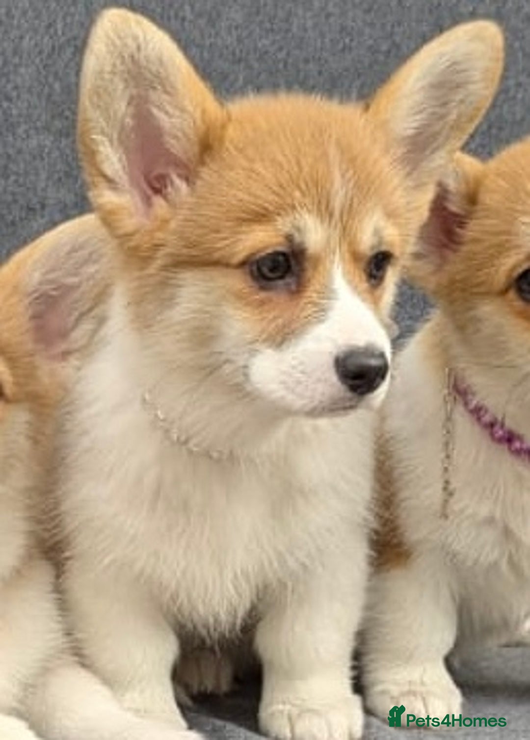 Welsh Corgi Pembroke dogs for sale: Health tested Quality Pembrokeshire Corgie Puppies - Image 4