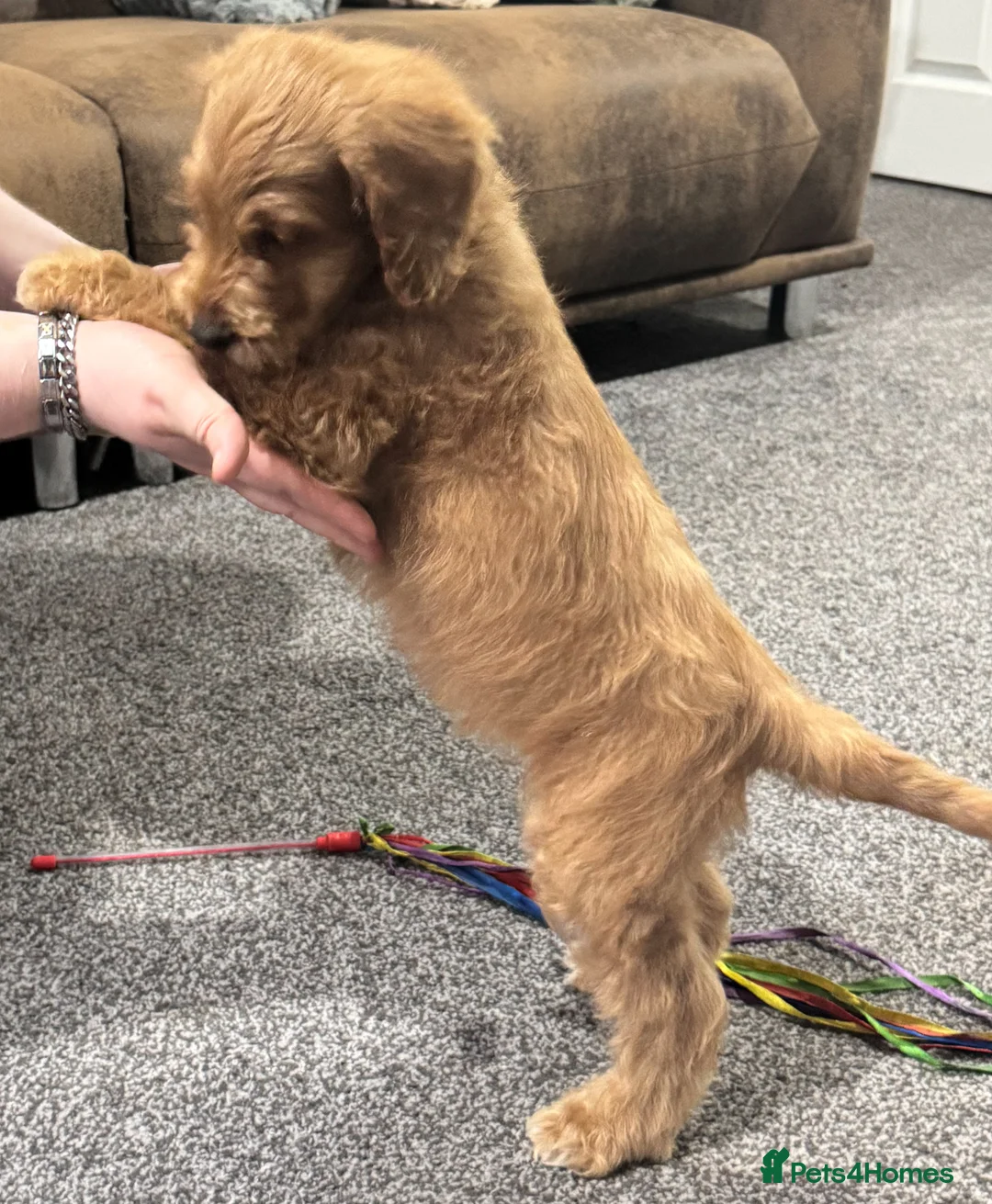 Australian Labradoodle dogs for sale: Multi-Gen Australian Labradoodle Puppies - Advert 13