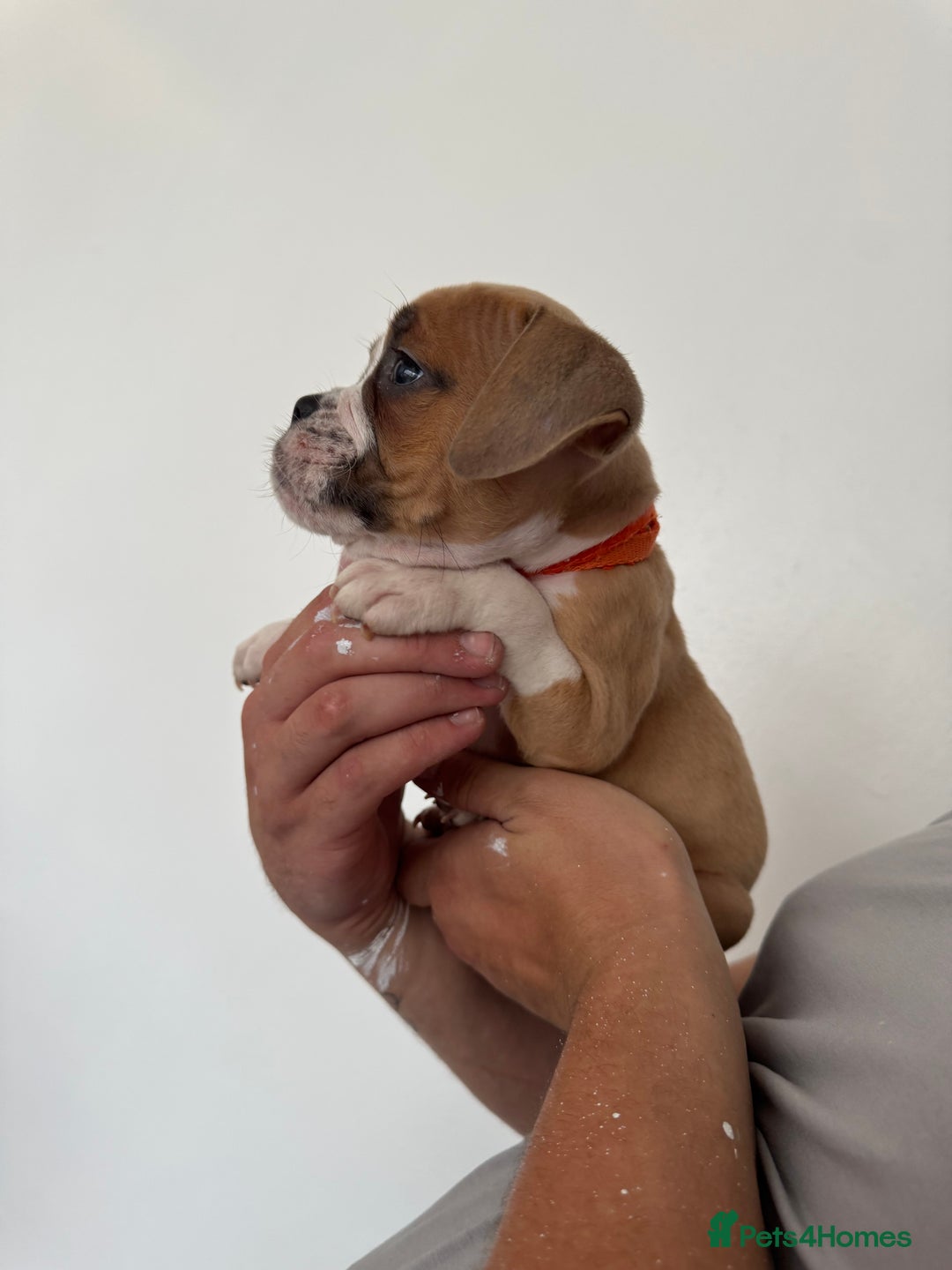 Dorset Olde Tyme Bulldogge dogs for sale: Bulldog puppy - Image 15