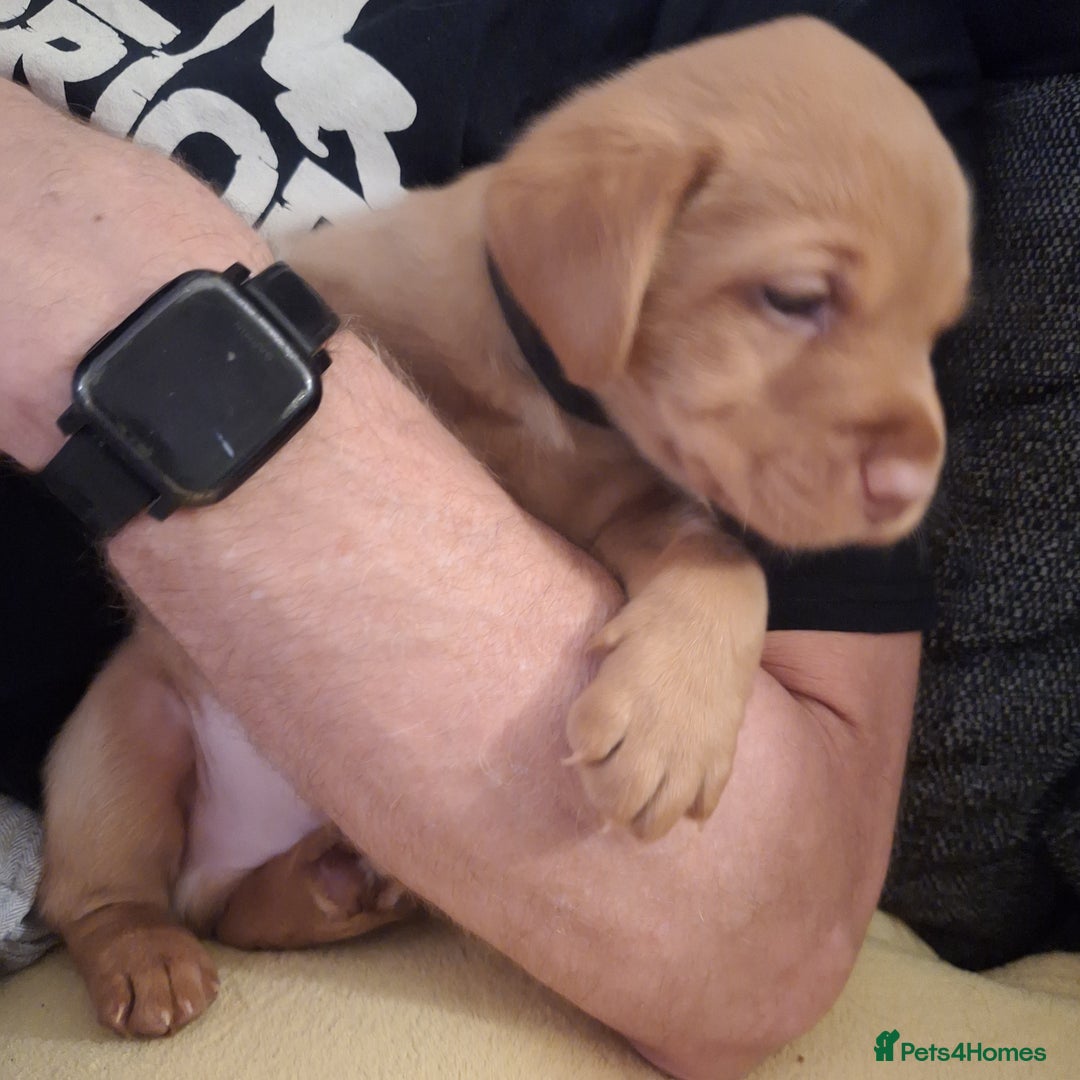 Labrador Retriever dogs for sale: Fox Red Labrador pups - Advert 19
