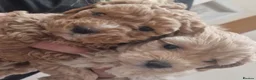 Maltipoo dogs for sale: Beautiful teddy bear maltipoos in Southampton - Advert 10