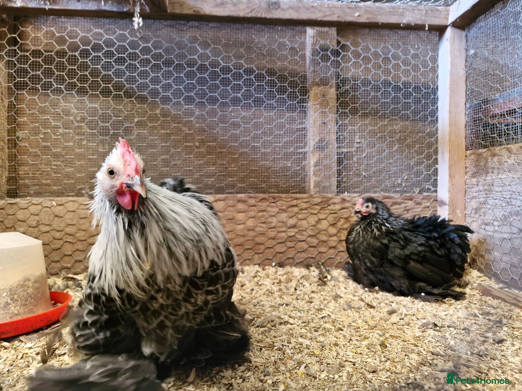Chickens poultry Pair of silver birchen pekins - Advert 2