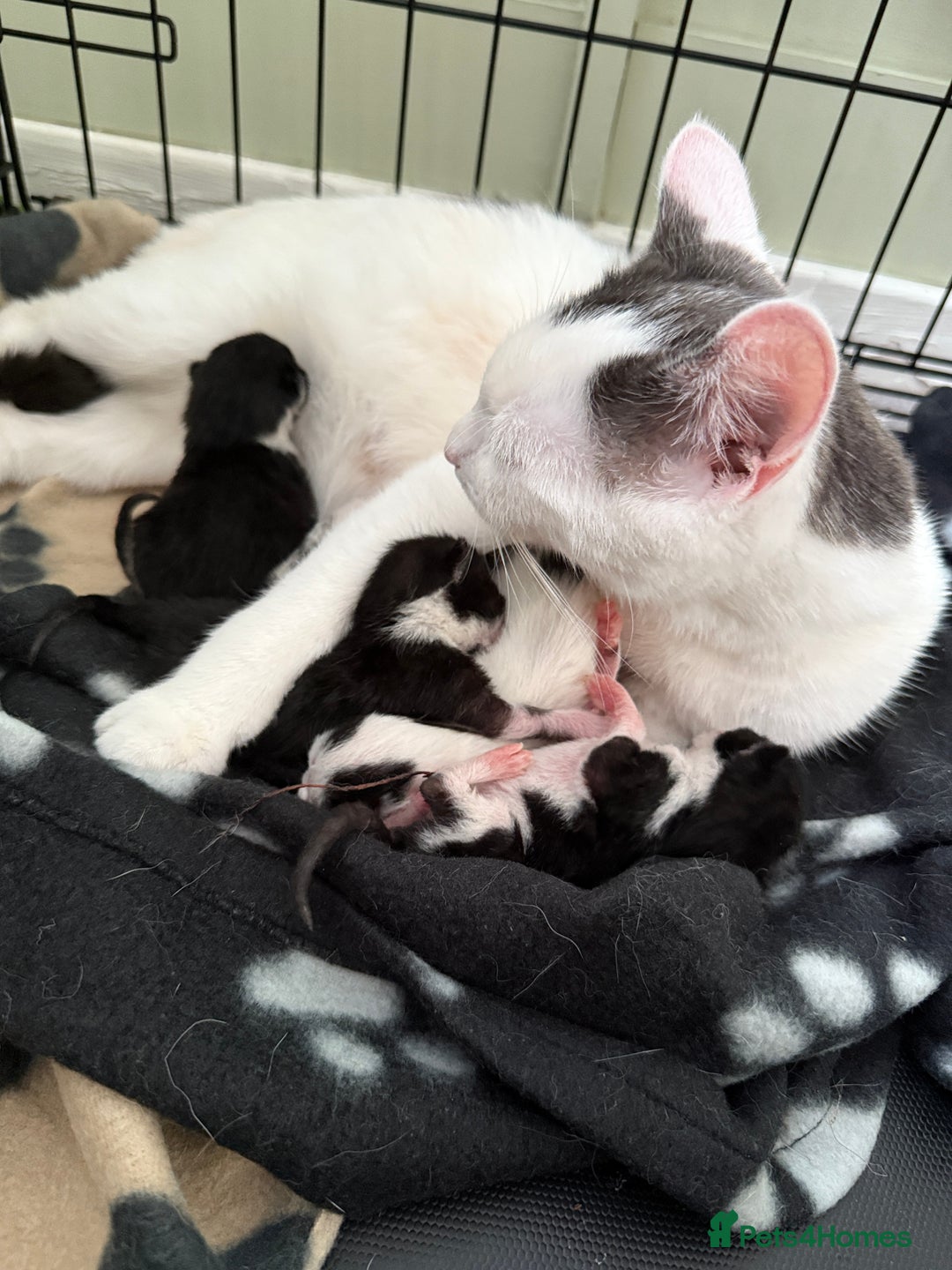 Domestic Shorthair cats for sale: Domestic Shorthair Kittens  - Image 5