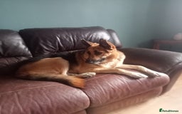Mixed Breed dogs for adoption: Jessica stunning German Shepherd  - Image 8
