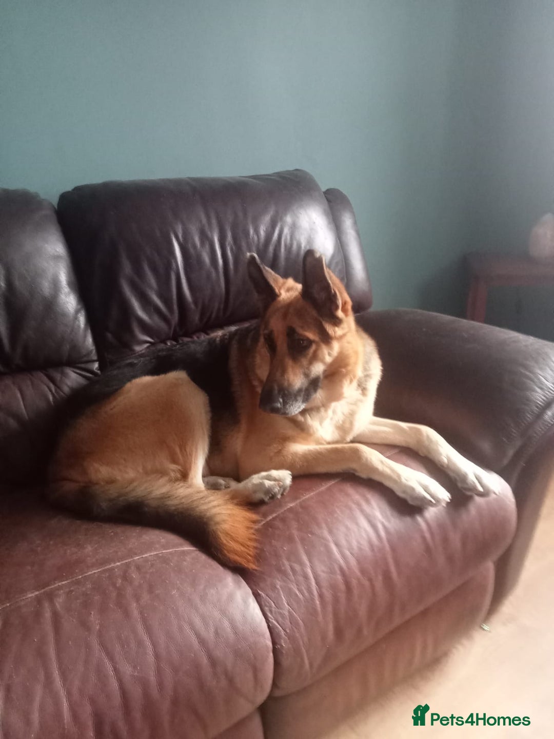 Mixed Breed dogs for adoption: Jessica stunning German Shepherd  - Image 8