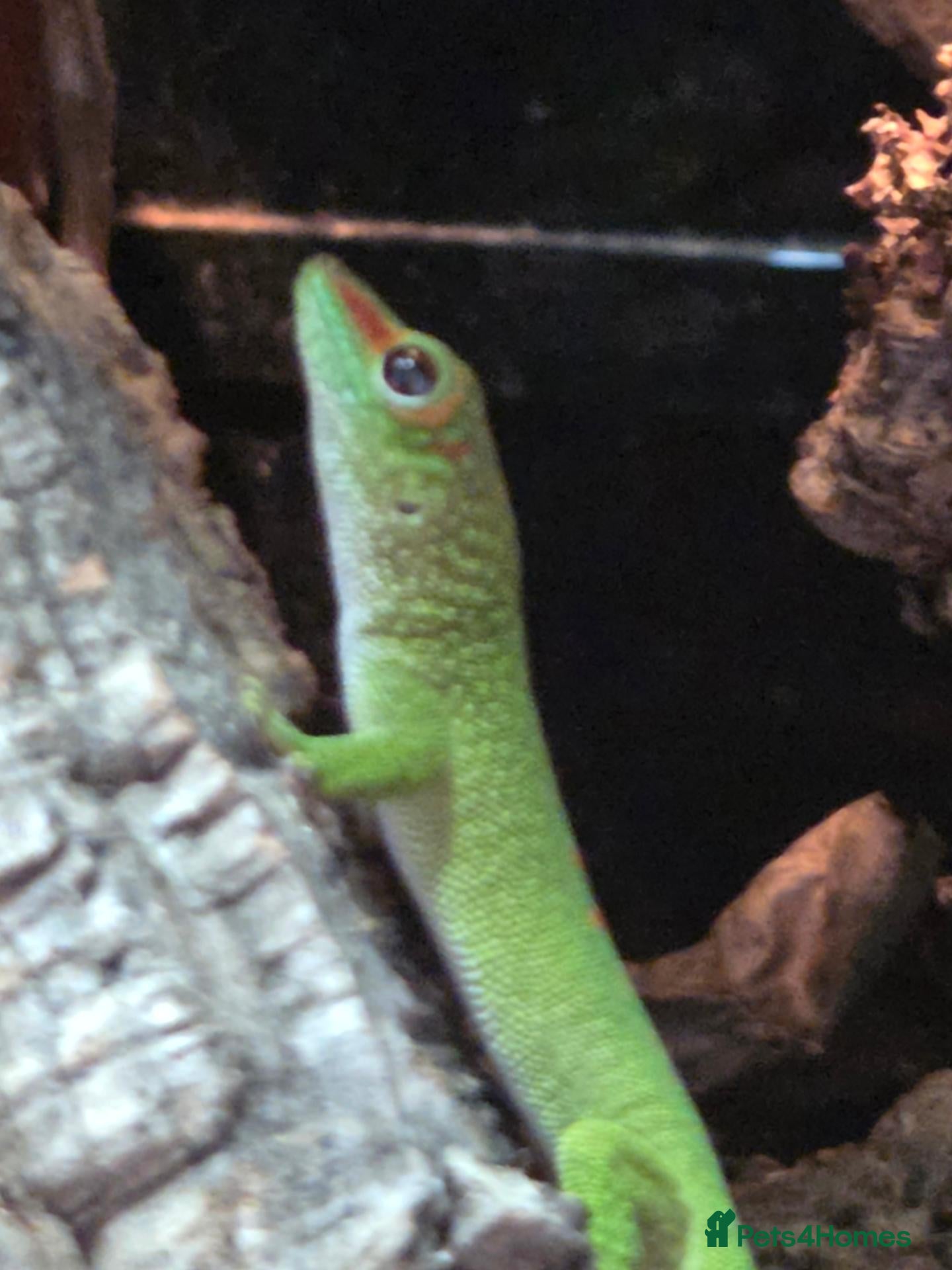 Gecko reptiles Giant day gecko babies!!  - Advert 11
