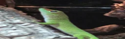 Gecko reptiles for sale: Giant day gecko babies!!  - Advert 1