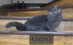 British Shorthair cats for sale: Lilac British Shorthair  - Image 3