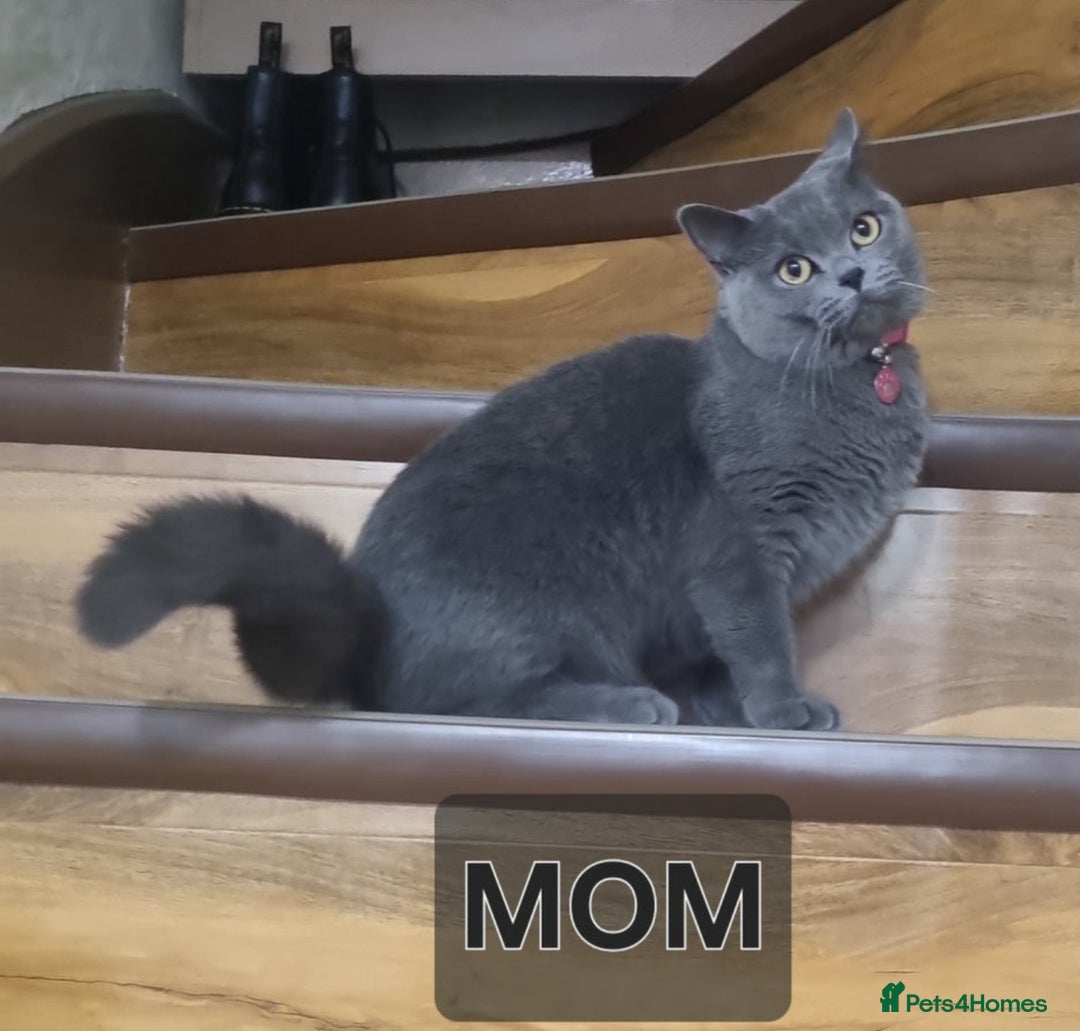 British Shorthair cats for sale: Lilac British Shorthair  - Image 3