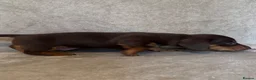 Miniature Dachshund dogs for sale: Home Reared KC Short Haired Mini Dachshund  in Nottingham - Advert 7