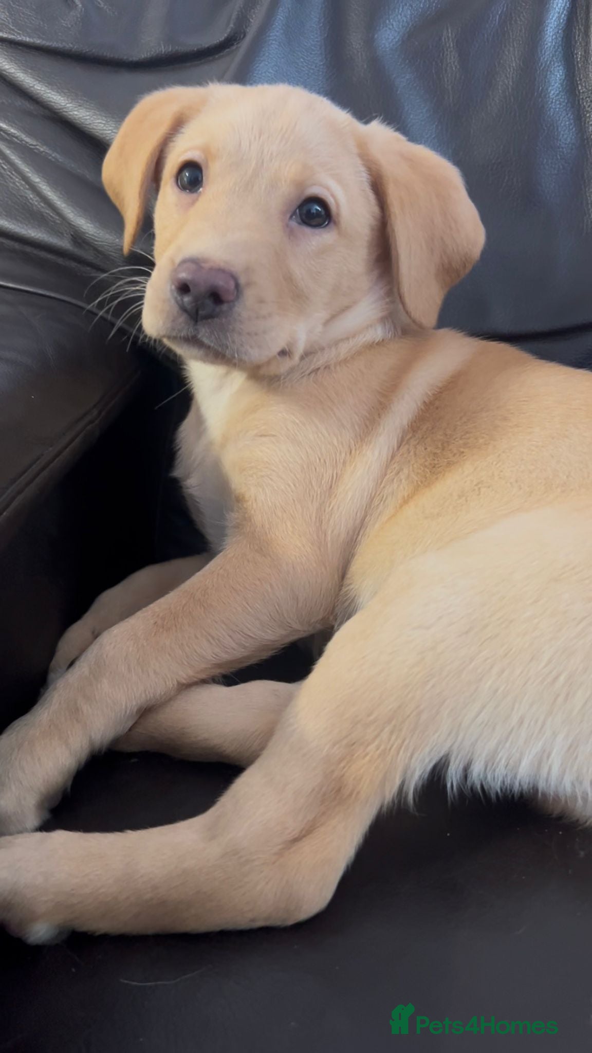 Labrador Retriever dogs for sale: 🐾❤️Beautiful Labrador puppies❤️🐾 - Advert 3