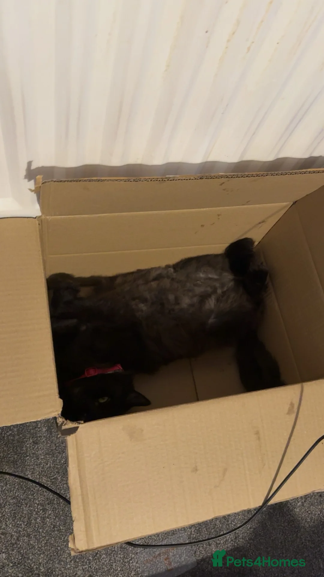 Mixed Breed cats for sale: Beloved family cat  - Advert 2