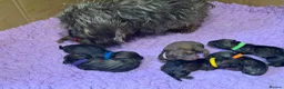 Dachshund dogs for sale: Stunning Kc standard wirehaired  - Advert 3
