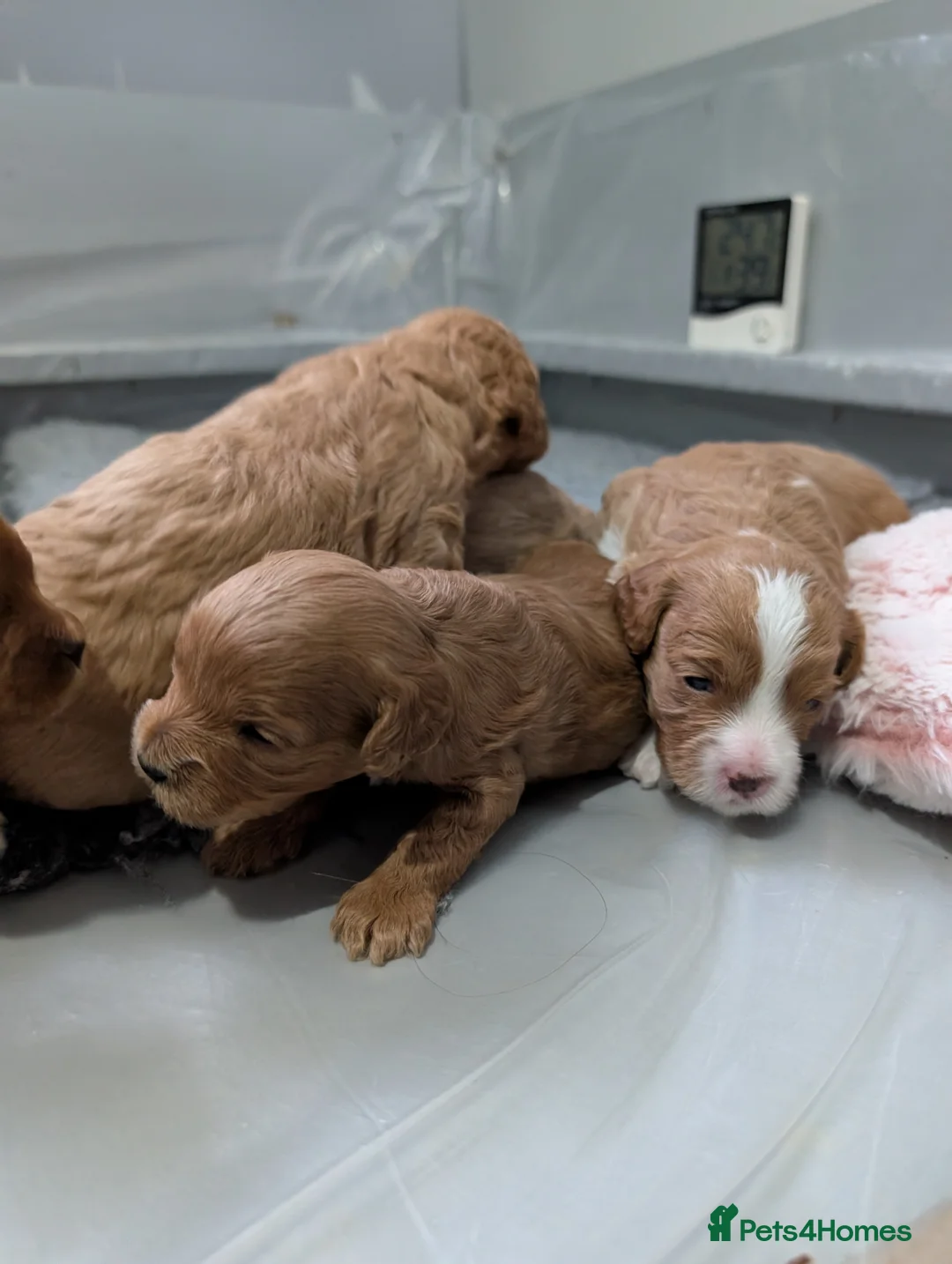 Cavapoo dogs for sale: F1B Cavapoo puppies  - Advert 9