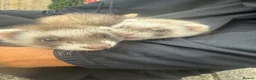 Ferret rodents for sale: ferrets to home  in Westcliff-on-Sea - Advert 1