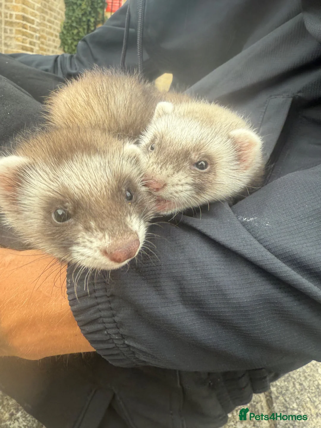 Ferret rodents for sale: ferrets to home  in Westcliff-on-Sea - Advert 1