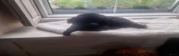 Toy Poodle dogs for sale: Kc registered black toy poodle male 2 years - Advert 3