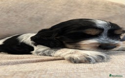 Cocker Spaniel dogs for sale: KC Reg Show Cocker Rizi Bizi bloodline Puppies - Image 23