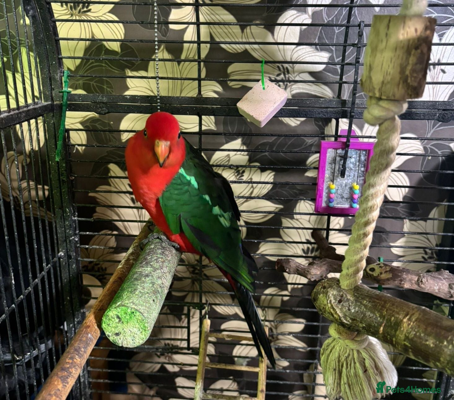 Parrots birds WANTED PARROT/PARAKEETS - Advert 1