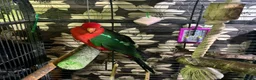 Parrots birds for sale: WANTED PARROT/PARAKEETS - Advert 1