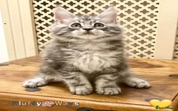 Maine Coon cats for sale: 🐾🦁 *TICA* MAINE COON KITTENS 🧬 DNA CLEAR 🦁🐾 - Image 16