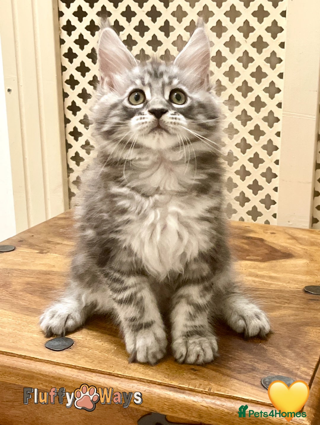Maine Coon cats for sale: 🐾🦁 *TICA* MAINE COON KITTENS 🧬 DNA CLEAR 🦁🐾 - Image 16