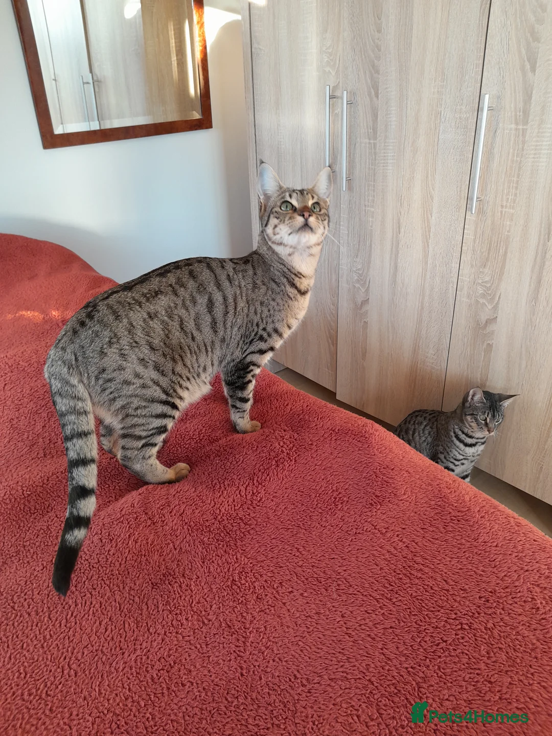 Savannah cats for sale: TICA Reg, F5 Pedigree Girl Kitten - Advert 5