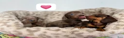 Dachshund dogs for sale: Beautiful dachshund puppies  - Advert 4