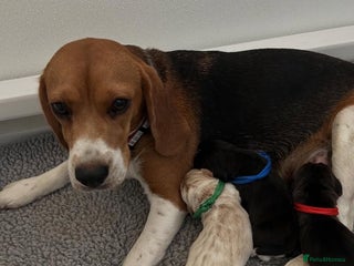 Beagle dogs for sale: Beagle Puppies Ready for Love! - Advert 1