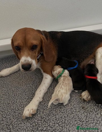 Beagle dogs Beagle Puppies Ready for Love! - Advert 1