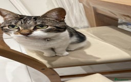 Bengal cats for sale: Affectionate Cat Looking for a Peaceful Home - Image 3