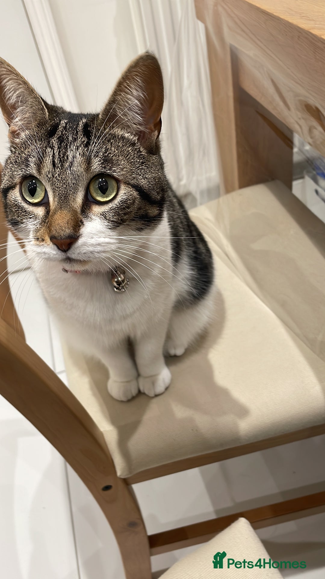 Bengal cats for sale: Affectionate Cat Looking for a Peaceful Home - Image 3