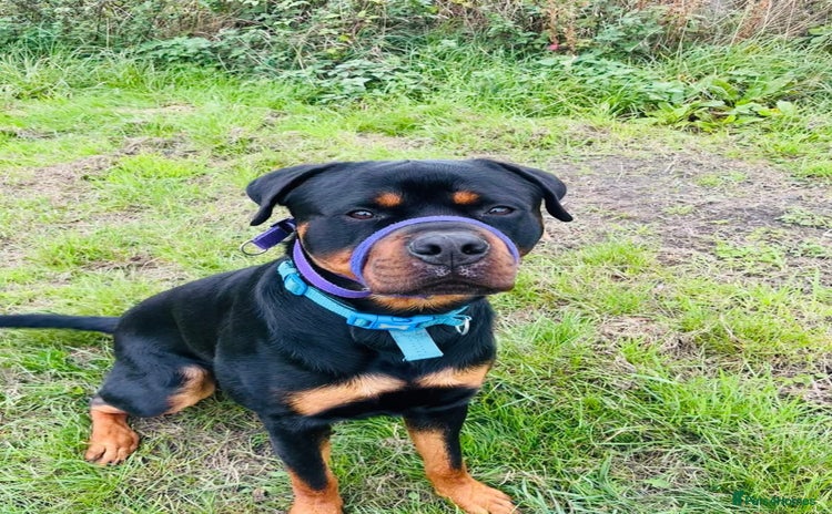 Rottweiler dogs - Advert 1