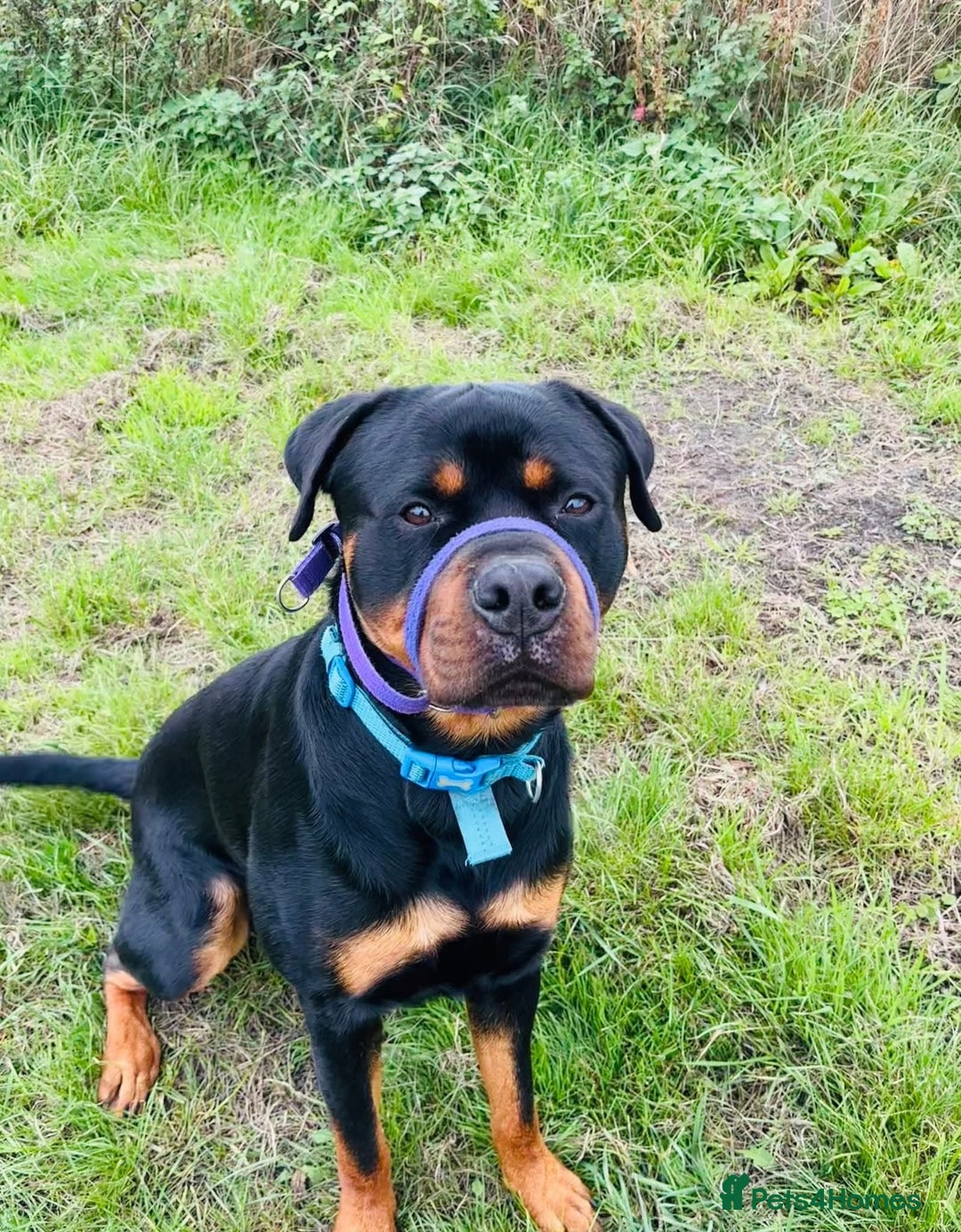 Rottweiler dogs for sale: Rottweiler - 20 months old - male - Image 1
