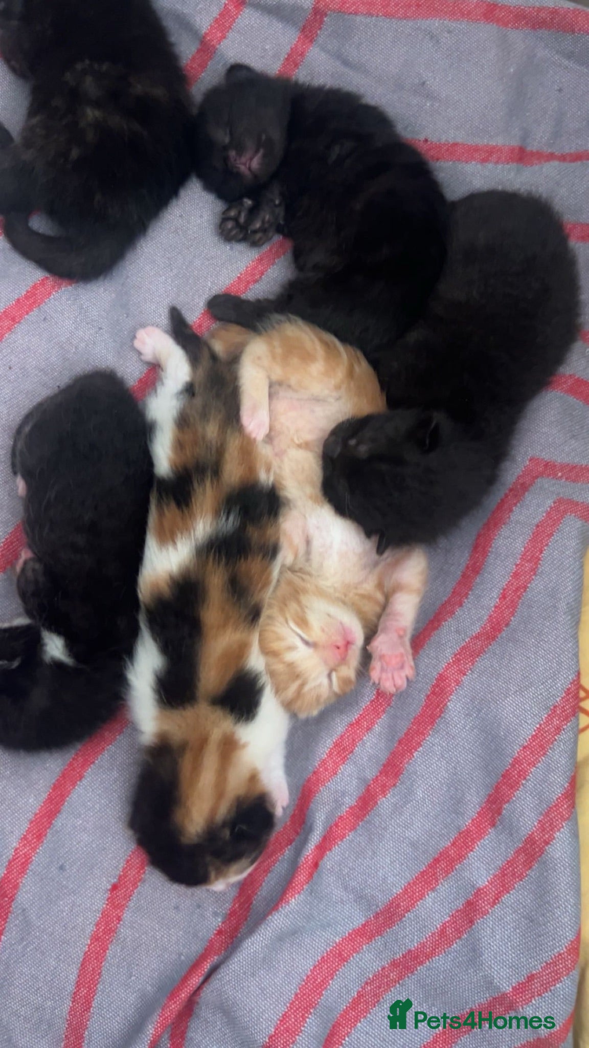 Mixed Breed cats Cute kitten litter of mix breed.  - Advert 5