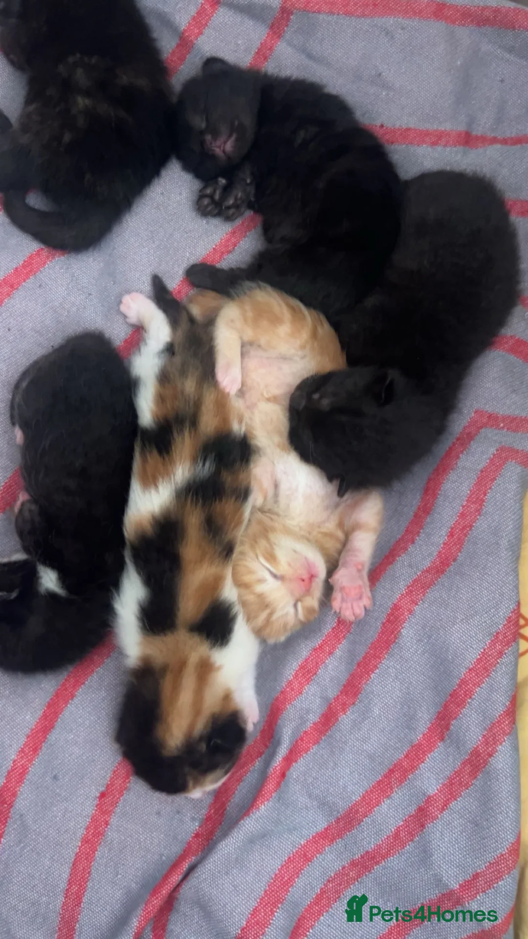 Mixed Breed cats for sale: Cute kitten litter of mix breed.  - Advert 1