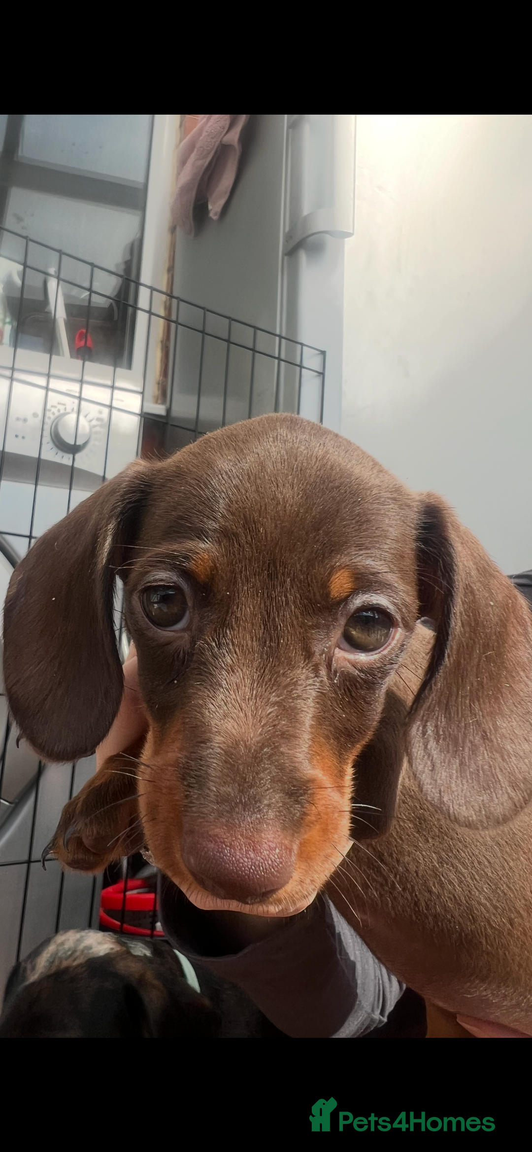 Dachshund dogs for sale: READY TO GO Dachshund Puppies dapple+chocolate - Image 24