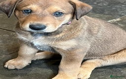 Mixed Breed dogs for sale: Belgian Malinois X Dobermann in Cheltenham - Image 25